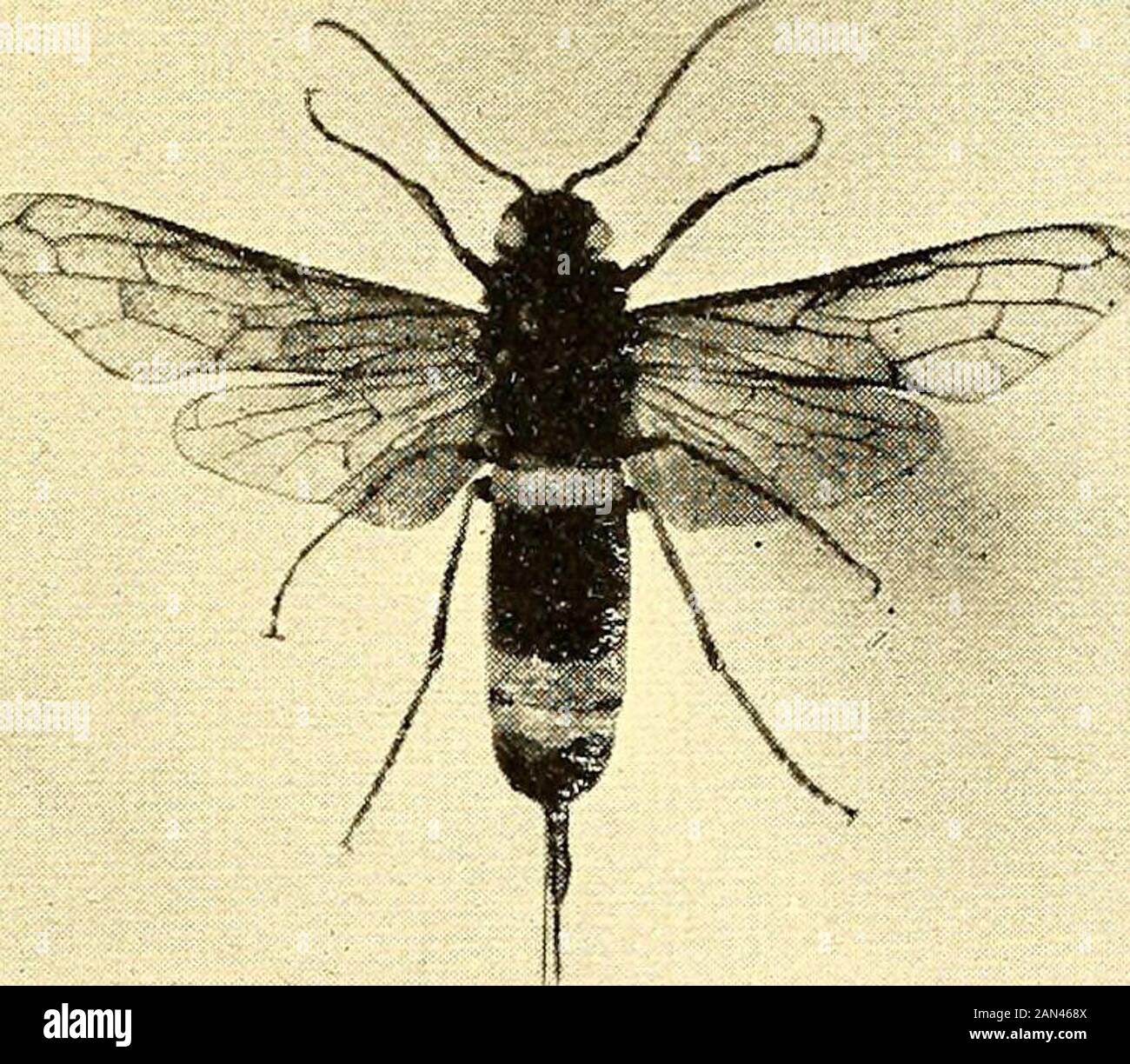 Labrador, the country and the people . Fig. 3. Tabanus affinis. Fig. 8. Sirex flavicornis Stock Photo