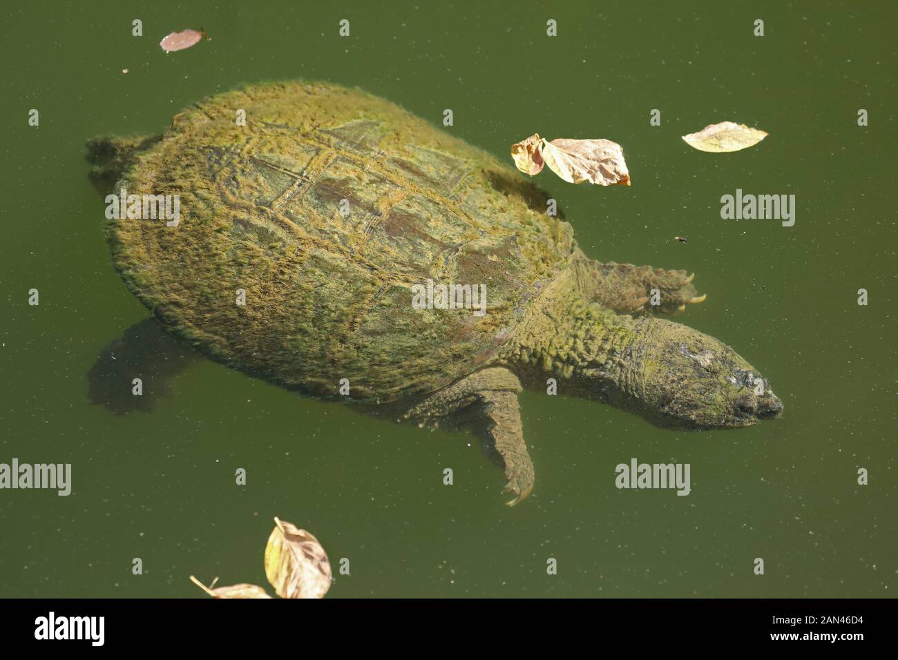 snapping turtle, Chelydra serpentina, Maryland Stock Photo