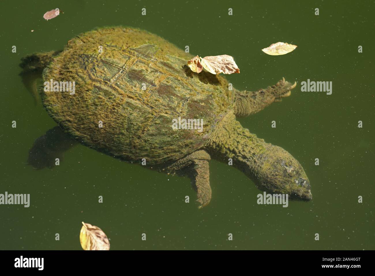 snapping turtle, Chelydra serpentina, Maryland Stock Photo