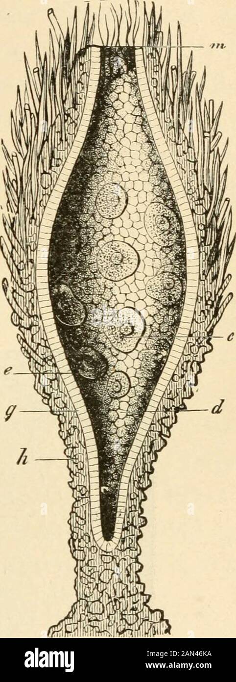 The evolution of man: a popular exposition of the principal points of human ontogeny and phylogenyFrom the German of Ernst Haeckel . Ftgs. 180, 181.—Baliphysema primordiale, an extant Gastraea-forra.Fig. 180. External view of the whole spindle-shaped animal (attached byil^s foot to seaweed). Fig. 181. Longitudinal section of the same. Theprimitive intestine (d) opens at its upper end in the primitive mouth (»).Between the whip-cells (g) lie amoeboid eggs (e). The skin-layer (h) belowis encrusted with grains of sand, above with sponge-spicules. opening at the top is the mouth-opening (Fig. 181, Stock Photo