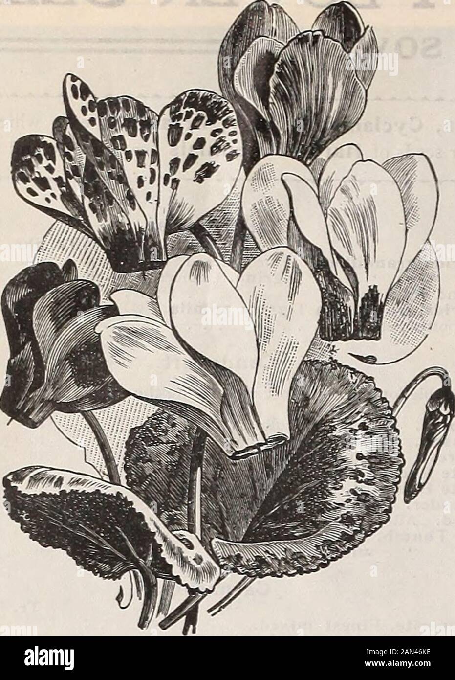 Dreer's wholesale price list 1906 : bulbs plants seasonable flower seeds and vegetable seeds grass seeds fertilizers, tools, etc., etc . CINERARIA—DREERS PRIZE DWARF HENRY A. DEEEE, 714 Chestnut Street, Philadelphia.. CYCLAMEN PERSICUM GIGANTEUM Cyclamen. Our entire stock of these are grown for us by one of the best growers in Europe. They have given the best of satisfaction in .the pastand we feel sure will continue to do so.   , «3£E-3 Tr- Pkt- °z- Persicum, finest mixed, Easier to grow than ^nteum ,oo 4° 1?00°0 seeds seeds giganteum, white - ? • • 5° 75 $6 oo • white with carmine eye . 6 oo Stock Photo