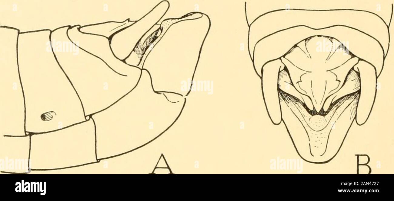 Smithsonian miscellaneous collections . malegenitalia between this species and the last are in details of form andrelative size of the parts (fig. 29). The epiphallus (B, C, Epph) hasthe usual shape; the basal fold (C, hf) forms a large hoodlike cover-ing over the base of the aedeagus. The four large apical processesof the aedeagus, in the retracted condition, project dorsally from thesupporting proximal part {m) of the dorsal lobe; the ventral lobe{vl) projects like a trough beneath the latter. The endophallus islarge (D), but its lateral plates {11) with their apodemes (w) andgonopore proces Stock Photo