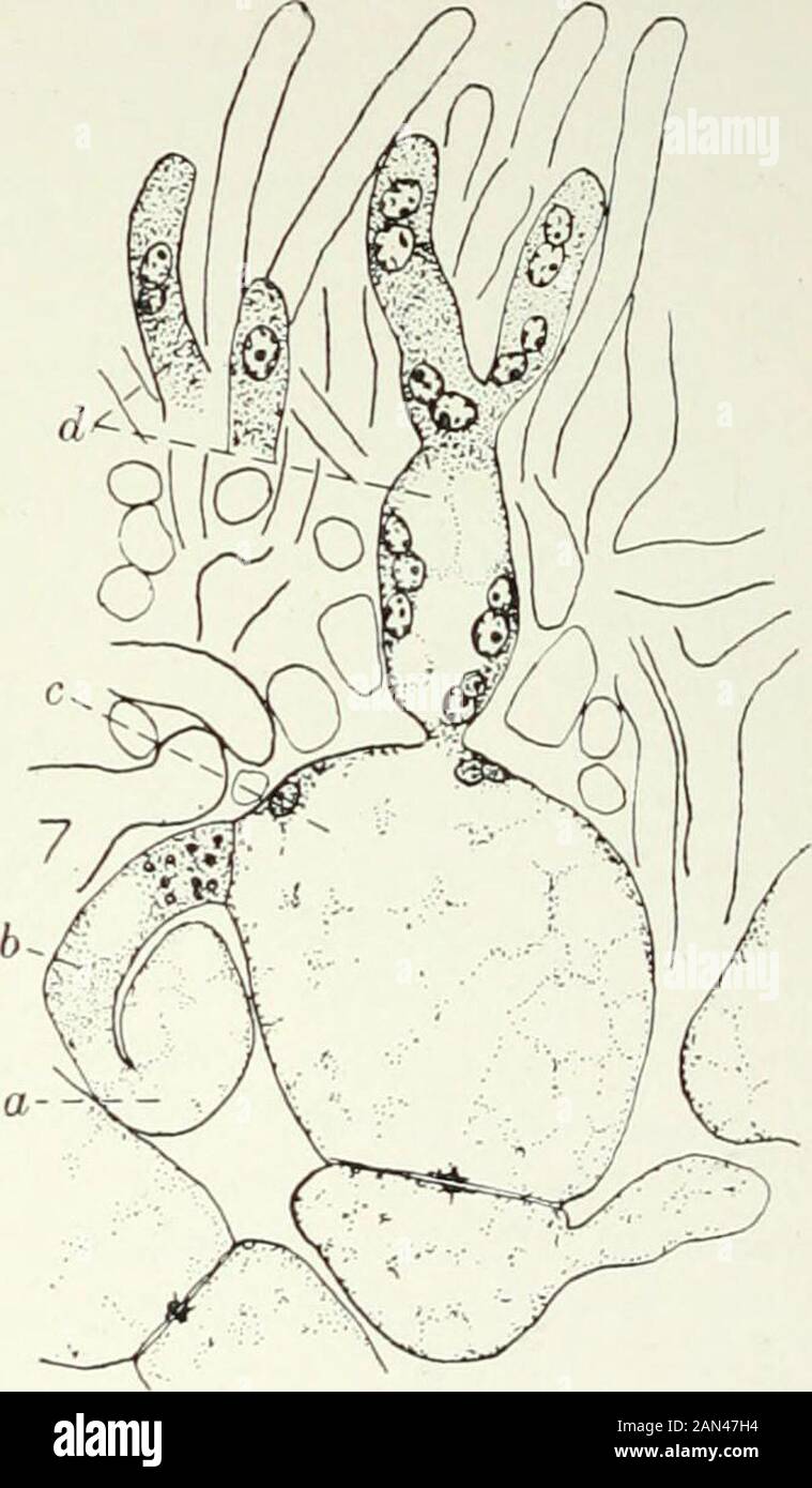Fungi, Ascomycetes, Ustilaginales, Uredinales . Fig. 56. Ascodesmis nigricans Van Tiegh.; sexualapparatus; a. trichogyne; b. antheridium; c.oogonium; (/. stalk; e. gametophytic hypha;after Claussen. Fig. 57. Pyronema confluens; spherical oogo-nium giving rise to ascogenous hyphae; a. an-theridium ; /. trichogyne; c. oogonium ; d. as-cogenous hyphae; x 1040; after Clau6sen. the oogonium becomes septate, so that the fertile part is multicellular andthe ascogenous hyphae arise from several cells. This type closely approxi-mates to that in Eurotium and some other Plectascales, and there seemsreaso Stock Photo