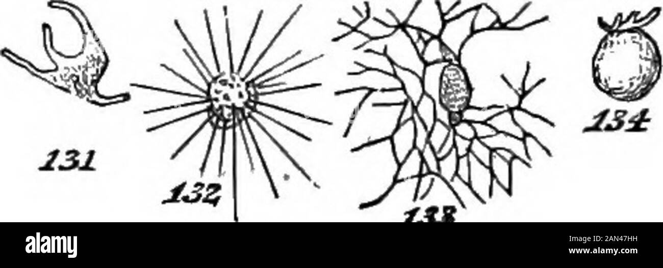 The principles of biology . must betaken, are qualifications thrust upon us more especially bythe facts which zoologists have brought to light. It isamong the Protozoa that there occur numerous cases of vitalactivity displayed by specks of protoplasm; and from theminute anatomy of all creatures above these, up to the Teleazoa,are drawn the numerous proofs that non-ceUular tissues mayarise by direct metamorphosis of structureless colloidal sub-stance. Our survey of morphological composition throughout theanimal kingdom, must therefore begin with those undifier-entiated aggregates of physiologic Stock Photo