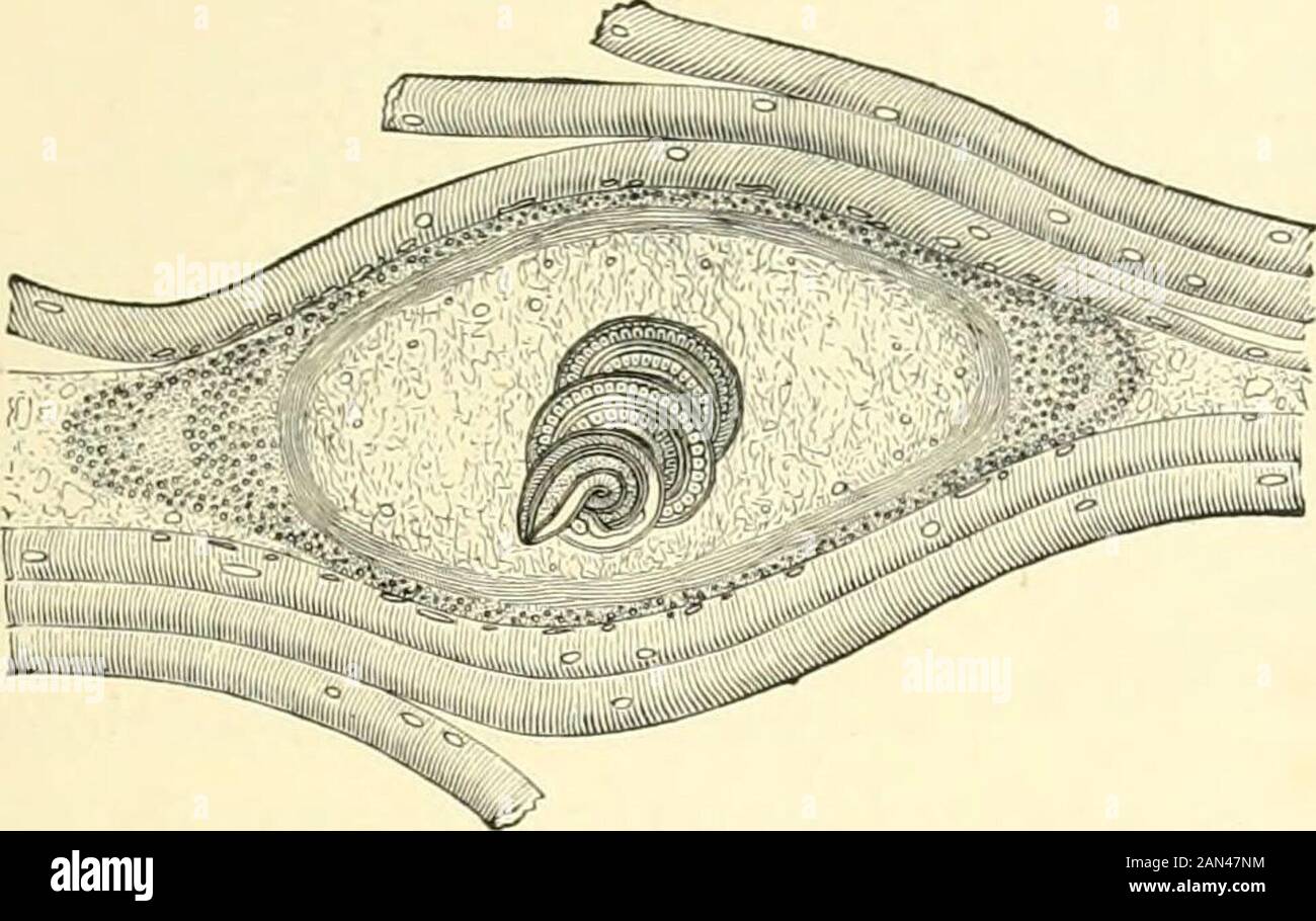 The royal natural history . head of Cucullanuselejans (enlarged). HUMAN