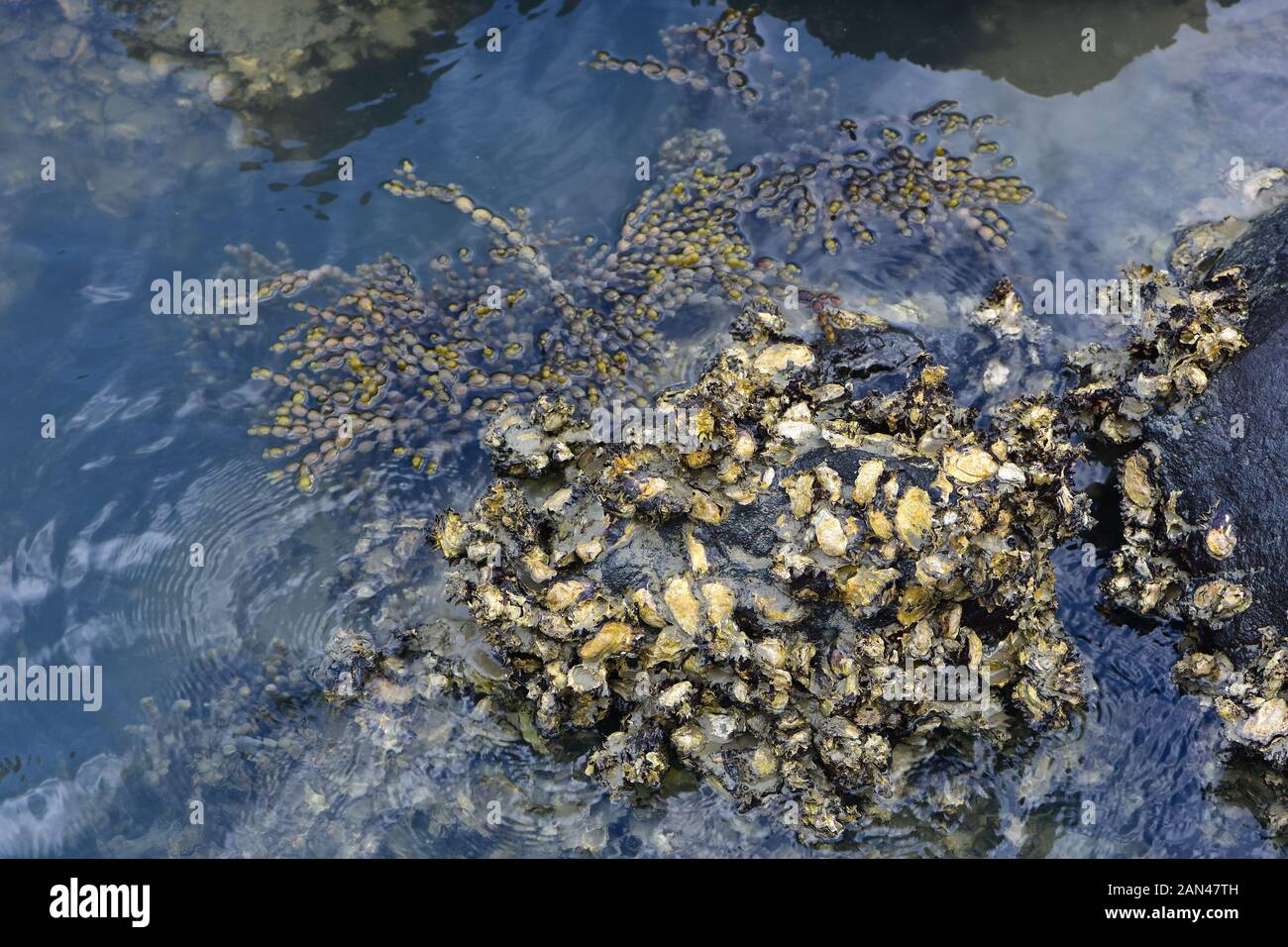 Dark rock covered with oyster shells protruding from rock pool at low tide. Stock Photo