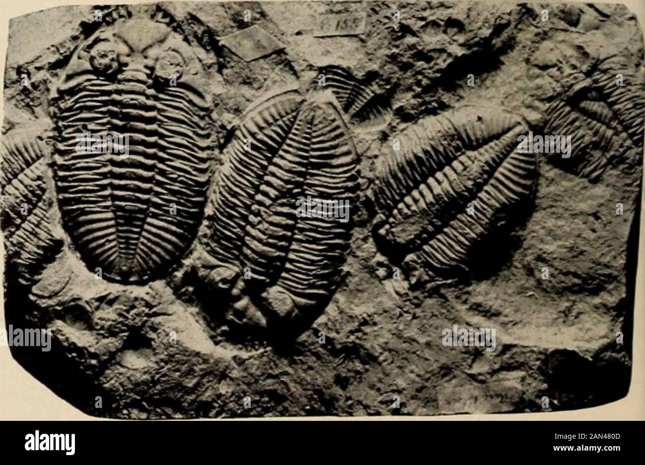 General guide to the exhibition halls of the American Museum of Natural ...
