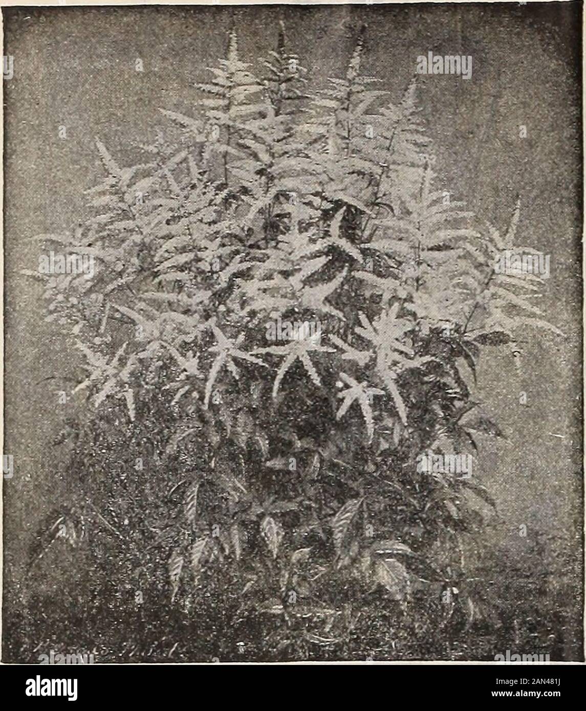 Dreer's wholesale price list 1906 : bulbs plants seasonable flower seeds and vegetable seeds grass seeds fertilizers, tools, etc., etc . LILY OF THE VALLEY IS HENRY A. DBEEB, Philadelphia. Pa. SPIR^A ASTILBOIDES FLORIBUNDA Muscaria, Per 100 Per 1000 Botyroides (Blue Grape Hyacinth) . . $o 40 $3 00 alba (White Grape Hyacinth) . 75 6 50 O rnit hogalum. Arabicum (Star of Bethlehem) I 50 14 00 Oxalis. Bermuda Buttercup, yellow i oo 8 oo Bowiei, rosy crimson ... I oo 8 oo Cernuua Fl. PI., double yellow . ..... i 50 Grand Duchess, pink .... ... 1 00 8 00 white 1 00 8 00 lavender . I 00 8 00 Versicol Stock Photo