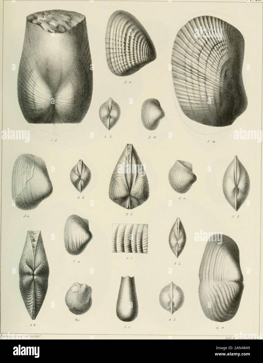 Memoires de la Société de physique et d'histoire naturelle de Genève . Tig 1. Panopœa acutisulcaia. K.g. 2. P. plicata. Fi^. 4P. Sataudiana. Fig 3 P. Ehodani . PI. 29.. Elrin^rr ad nn/ de/* et J^th Fi^. 1 Pholadomya Favrina Fié. S. P Genevensis.   Fi6.3. Macfra ôaultina. Fié 4 Anatina RhodanJ.—Fi6.5. Periploma Sabaudiana Fiô. 6. Thracia lotimda. Fid. 7. T. alpina .   Fi^. S. Petricola Rhodaiii PI.30. Stock Photo