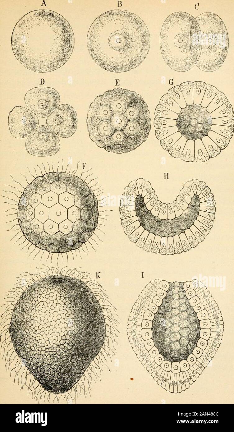 The evolution of man: a popular exposition of the principal points of human ontogeny and phylogenyFrom the German of Ernst Haeckel . cells bears to a mulberry orblackberry, we called it the mulberry-germ, or 7)iorula. This morula evidently at the present day shows usthe many-celled animal body in the same entirely simpleprimitive condition in which, in the earlier Laurentianprimitive epoch, it first originated from the one-celledamoeboid primitive animal form. The morula reproduces,in accordance with the fundamental law of Biogeny, theancestral form of the Synamoeba. F^or the first cell-com-mu Stock Photo