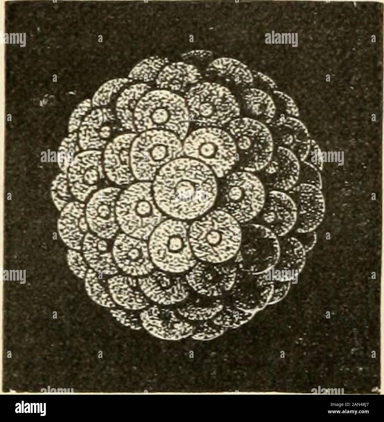The evolution of man: a popular exposition of the principal points of human ontogeny and phylogenyFrom the German of Ernst Haeckel . Fig. 169.—Orif^inal or primordial egg-cleavage. The parent-cell, orcytula, which resulted from the fertilization of the egg-cell, first breaks up,by a continuous and regular process of dirisiou, into two cells (.4), then intofour (B), then into eight (C), and, lastly, into very numerous cleavage-cells (/)). the Morula (Fig. 165), the parent-cell breaks up, by repeateddivision, into numerous cells. We have already minutelyexamined this important process ofegg-clea Stock Photo