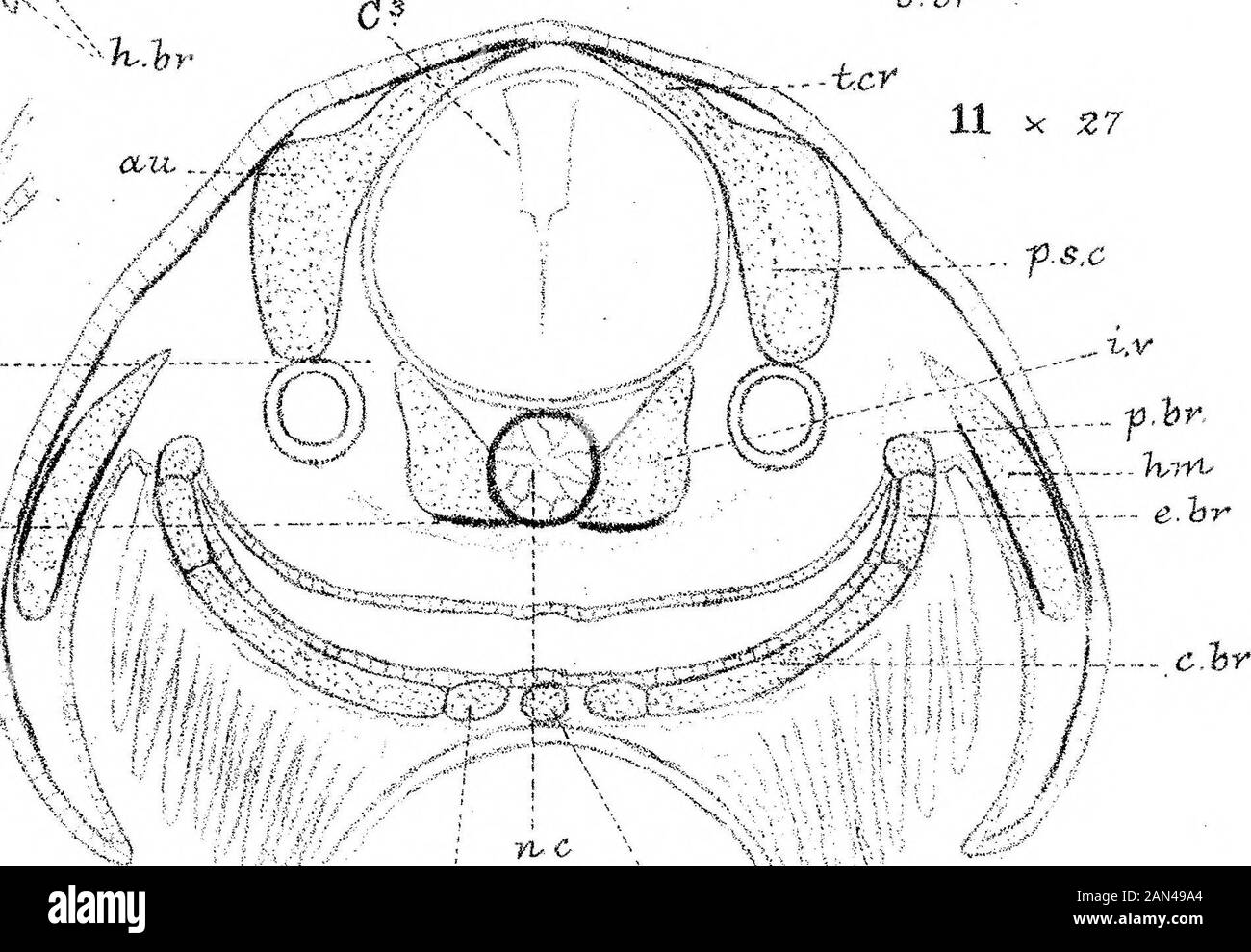 On The Development Of The Skull In Lepidosteus Osseus C X J T Gt Lepidosteus H Gt Fa B Br J Ourher Jphil Trans 1 Lt V Tr Stock Photo Alamy