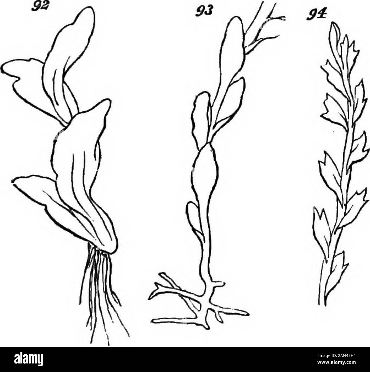 The principles of biology . the fused series of mid-ribs. The iucipient axis will not, inthis case, be iuclosed by the roHed-up fronds ; but will con-tinue exposed. Survival of the fittest will favour the genesisof a type, ia which those portions of the successive mid-ribsthat enter into the continuous bond, become more bulky thanthe disengaged portions of the mid-ribs: the individuals THE MORPHOLOGICAL COMPOSITION OF ILANTS. 59 which thriye and have the best chances of leaving offspring,being, by the hypothesis, individuals having axes stiffenough to raise their foliage above that of their fe Stock Photo