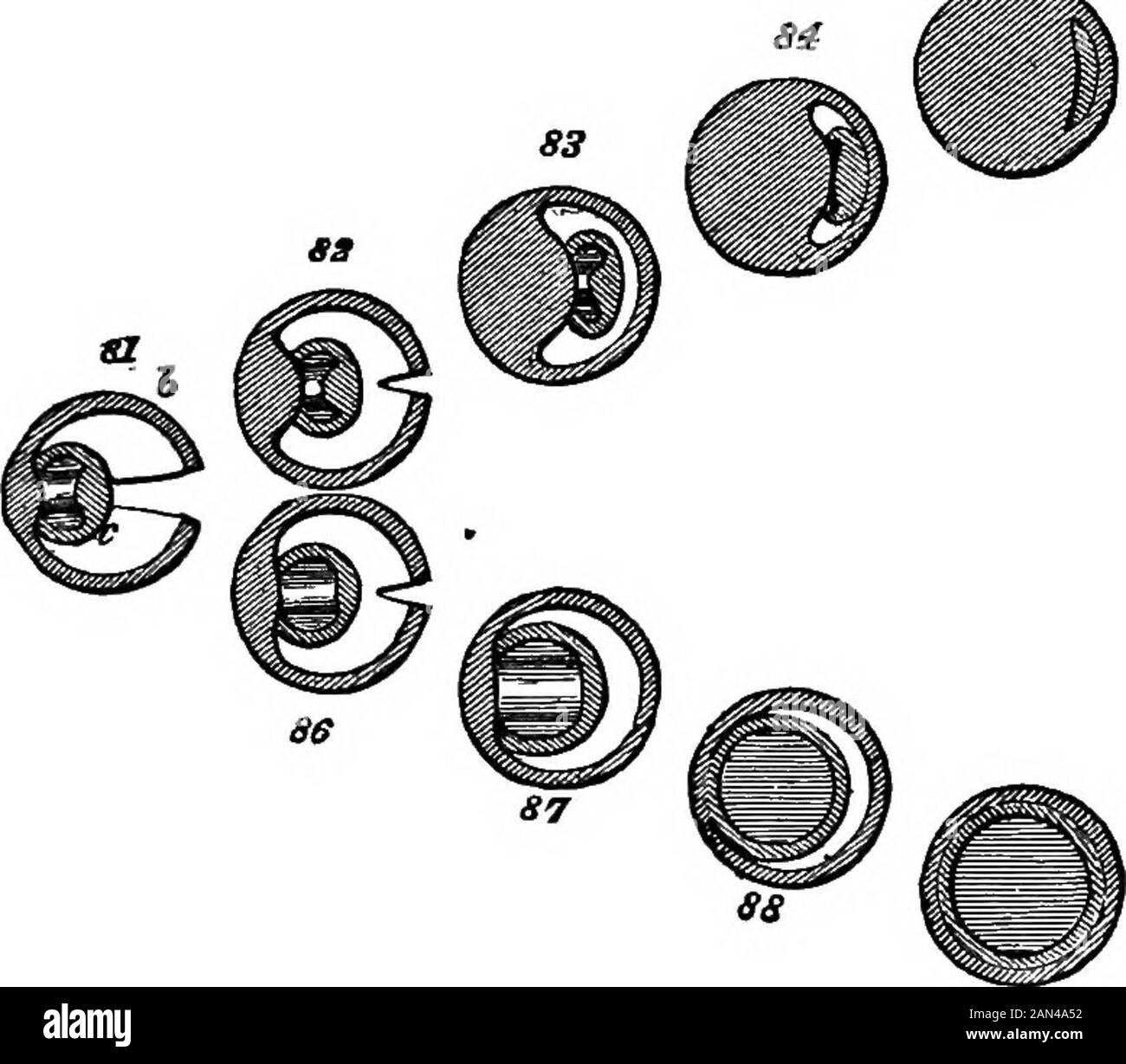 The principles of biology . aths, may be accompanied bydifferent sets of modifications. Supposing Fig. 81 to be atransverse section of such a type [a being the mid-rib, andb the expansion of an older frond; while c is a yoimger frondproHferously developed within it), there may begin two di-vergent kinds of changes, leading to two contrasted struc-tures. If, while frond continues to grow put of frond, theseries of united mid-ribs continues to be the channel of circu-lation between the uppermost fronds and the roots—if, as aconsequence, the compoimd mid-rib, or rudimentary axis, con-tinues to in Stock Photo