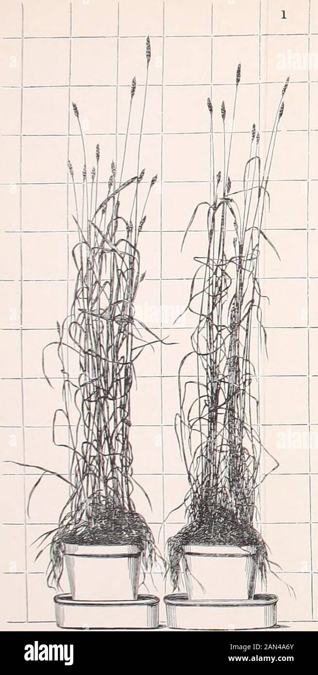 Artificial manures; their chemical selection and scientific application to agriculture . es of theMesemhrianthevium crystallinum, which is used in the island ofTeneriffe for the extraction of soda, are covered with glands, filledwith a solution of soda oxalate, which disappears, and gives placeto potassic oxalate in proportion as the place of its growth becomesremoved from the vicinity of the seashore. The venerable M. de Gasparin mentions another plant in whichthe substitution of potash for soda takes place still more completelywithout any evil effects. It seems that the Salsola tragus, which Stock Photo