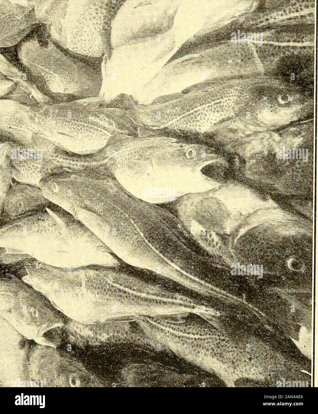 Cod Fish Labrador Cod Fishing On The Grand Banks High Resolution Stock Photography and ...