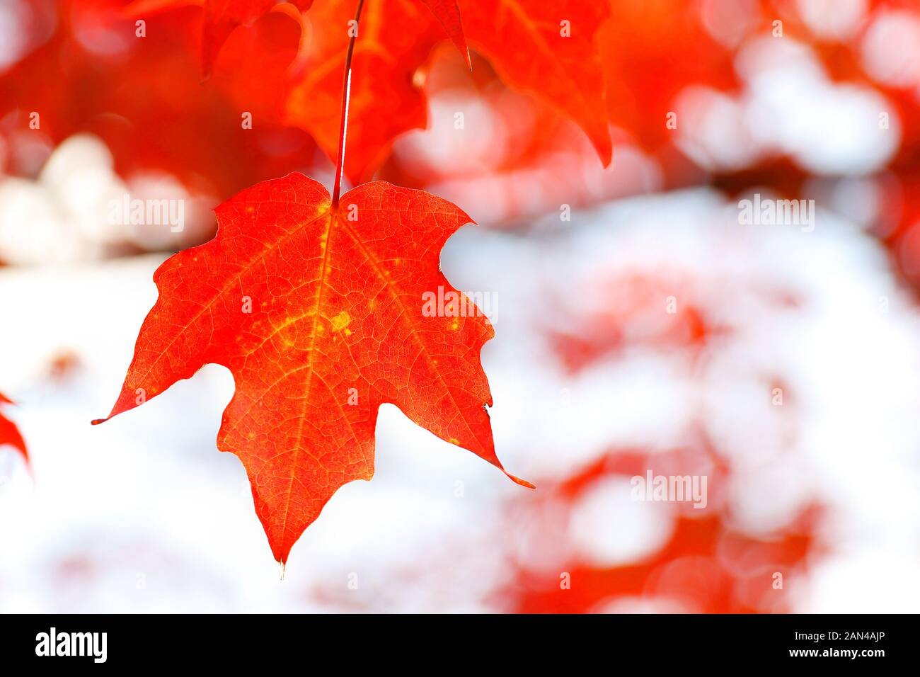 Beautiful fall foliage closeup with white background Stock Photo - Alamy