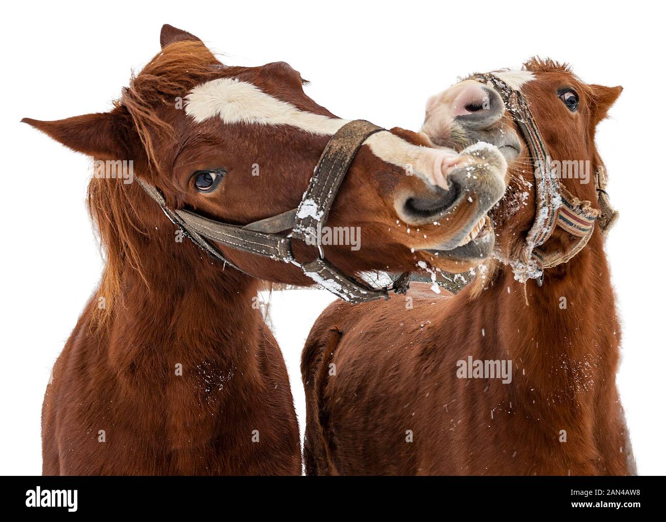 Portrait two horses one black one brown hi-res stock photography and ...