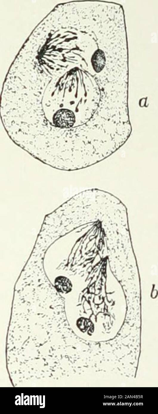 Fungi, Ascomycetes, Ustilaginales, Uredinales . Fg- 45- Phyllactinia Corylea (Pers.) Karst.; peri-thecium containing uninucleate asci;after Harper. Fig. 46. Phyllactinia Corylea(Pers.) Karst.; a. b. fusion inascus; after Harper. Eight chromosomes (fig. 47) have been observed throughout the life-history. In Phyllactinia Corylea and also in Microsphaera AIni(Sands, 1907) andvarious species of Erysiphe (Harper, 1905), the organization of the restingnucleus is very characteristic. A deeply staining central body lies againstthe nuclear membrane and to this the chromatin threads are attached.From it Stock Photo