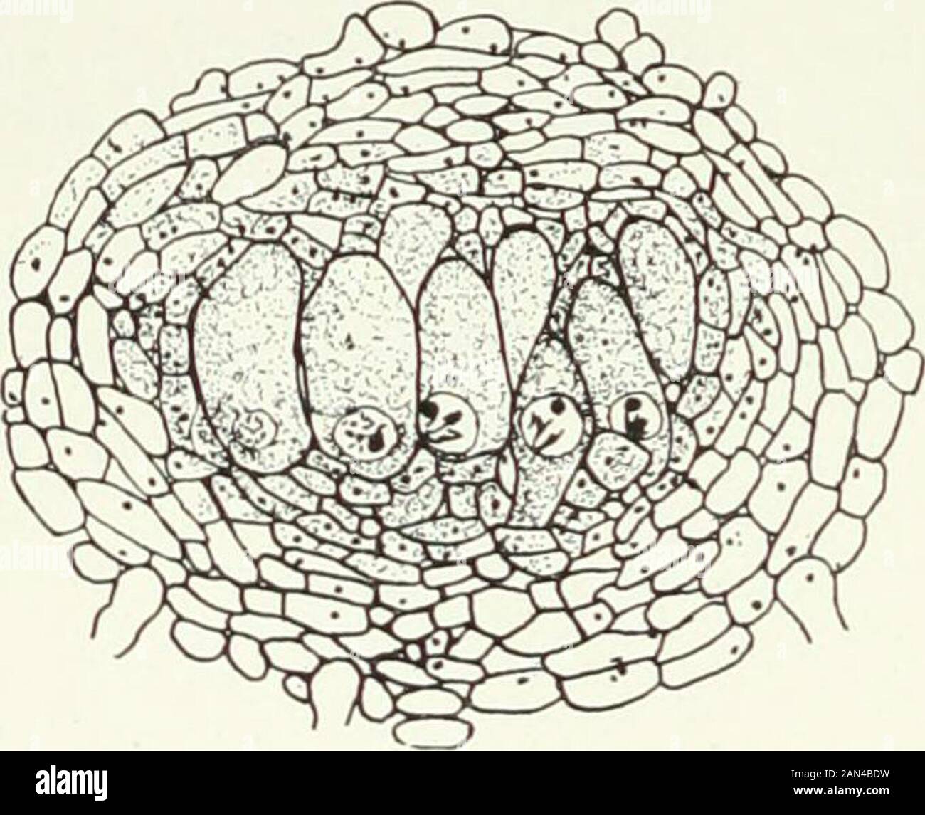 Fungi, Ascomycetes, Ustilaginales, Uredinales . ; the rest, as a rule, are uninucleate. Just after fertilization the sheath begins to grow up (fig. 44 o), springingin this case from the stalk cell of the antheridium, as well as from that ofthe oogonium, and developing into the three layers described above. The ascogenous hyphae arise as lateral branches from the septateoogonium (fig. 44 c), all or most being derived from the penultimate cellabout which they are crowded and intertwined. They are at first multi-nucleate, and, as development proceeds, push up vertically within the peri-thecium (f Stock Photo
