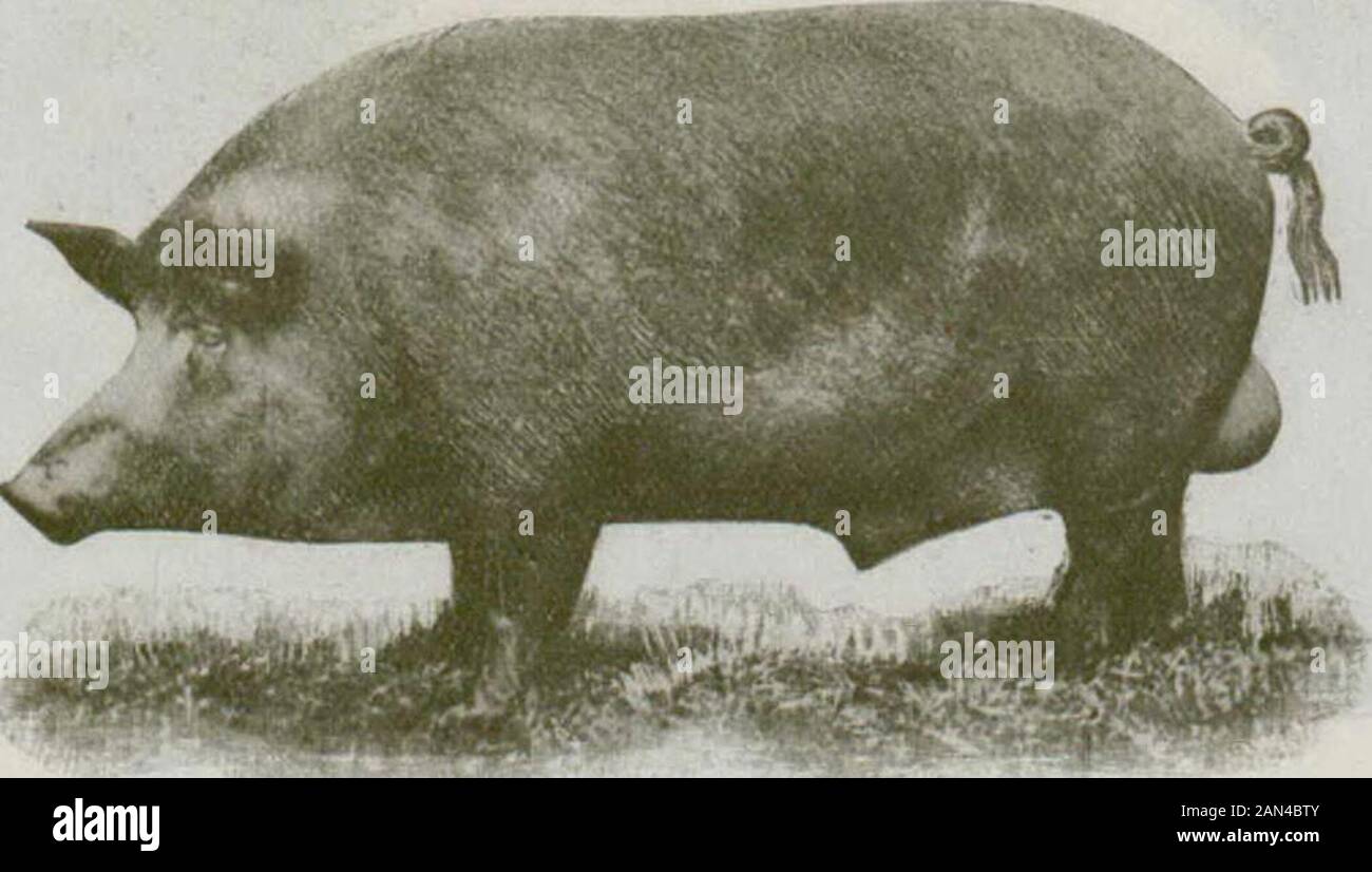 Swine husbandry in Canada . supported by well-placed legs of mediumlength. The points of excellence for Yorkshire swine should conform as nearly as possibleto the requirements of the bacon trade, with due regard for constitutional vigour andeasy-feeding qualities. THE TAMWORTH. The Tamworth is probably the purest of the modern breeds of swine, it havinglicen improved more largely by selection and care than by the introduction of the bloodof other breeds. One historian claims that foundation stock was introduced intoEngland from Ireland by Sir Robert Peel about 1815, but others speak of its bei Stock Photo