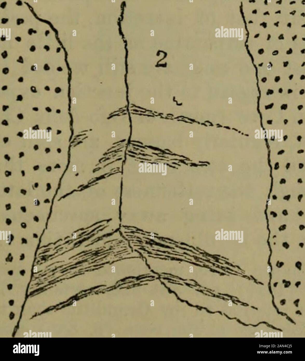 The Quarterly journal of the Geological Society of London . 1. Serpentine. 2. Reddish granitoid rock, with dark bands (Granulitic Group). one of less regular structure, the granitic veins may be seen to runup to the serpentine, and be, as it were, cut off by it (fig. 2). Sofar as structure goes, the relations of the Granulitic Group and theserpentine are identical with those which are exhibited by bandedgneisses or schists, and granites intrusive into them. Fig. 2.—Section near Cavour/a Roclcs.. 1. Serpentine. 2. Granulitic Group. The darker part represents the dioritic, tlie lighter the grani Stock Photo