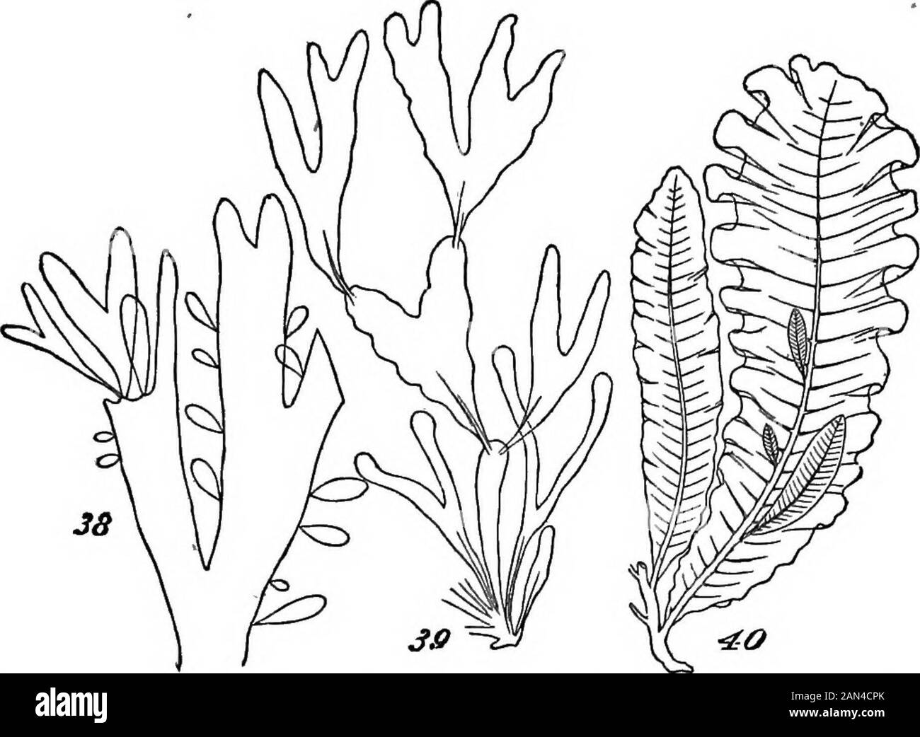 The principles of biology . THE MORPHOLOGICAL COMPOSITION OF PLANTS. 23. the edges are distributed very much, at random, and are byno means specific in their shapes. A considerable advance isdisplayed by Phyllophora rubens, Fig. 39. Here the frond,primary, secondary, or tertiary, betrays some approach to-wards regularity in both form and size; by which, as also byits partially-developed mid-rib, there is estabhshed a moremarked individuality; and at the same time, the growth ofthe secondary Jfronds no longer occurs anywhere on the edge,in the same plane as the parent frond, but from the surfac Stock Photo