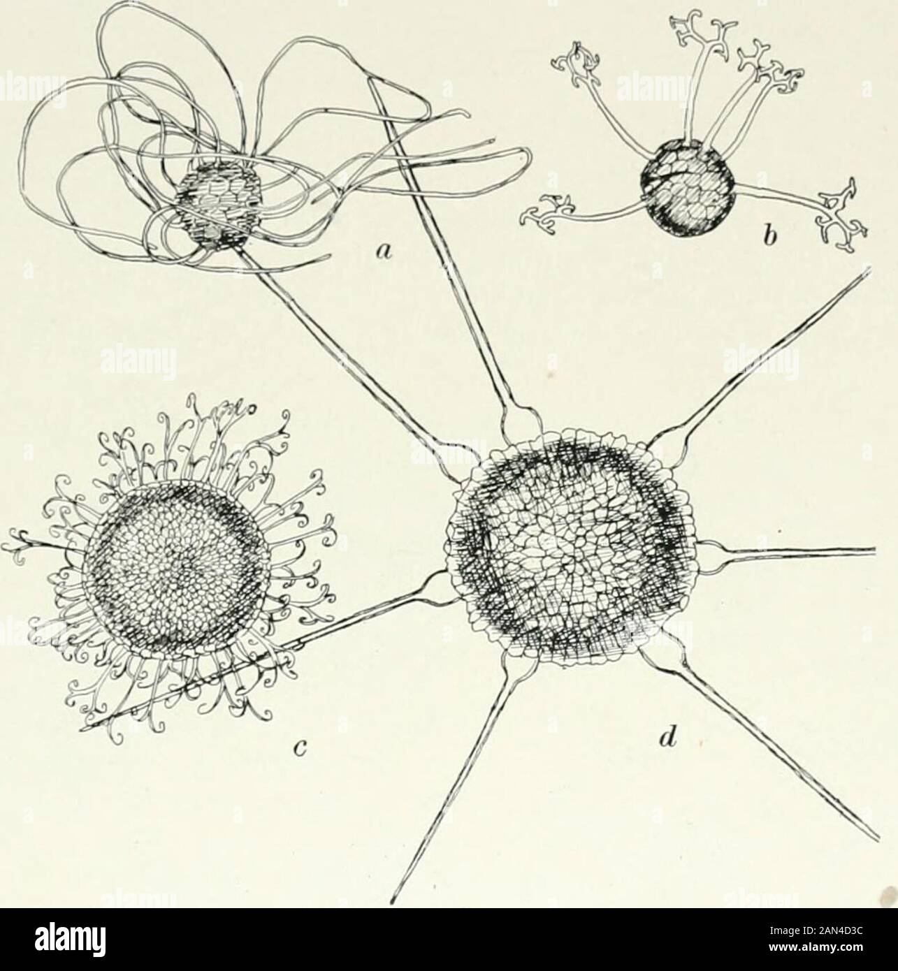 Fungi, Ascomycetes, Ustilaginales, Uredinales . s genusalso the apex of the perithecium is furnished with a ring of richly branchedpenicillate cells. At about the time of spore-formation these break down,forming a sticky gelatinous cap, by means of which the perithecium, afterit is first set free, adheres upside down to its original host plant or to otherobjects. In view of this peculiarity the ascription of Phyllactinia to anyhost in contact with which its perithecia may be found demands careful veri-fication. The function of the true appendages in the Erysiphaceae is somewhatvariable. In Phy Stock Photo
