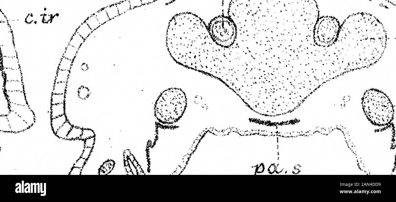 On the Development of the Skull in Lepidosteus osseus . l/^B ^^^%n xx^^^x© n&gt;vx-. ^?^J .. s.. »•. t-r ^5 ^y ivi ?poo.s yyV 1 /%  ^Hi 0 ^^^ ^-i^A P l:l ^ n v % &gt;,Jrf^^^Xp£^^*-CX3, W/ 2 i0^ Stock Photo