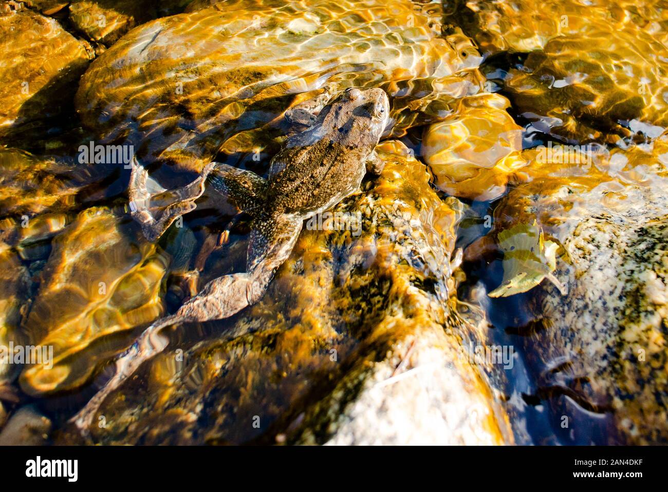 Rana luteiventris. A Columbia Spotted Frog in the water, on the upper end of Bull River, in Northwest Sanders County, Montana  Rana luteiventris  King Stock Photo