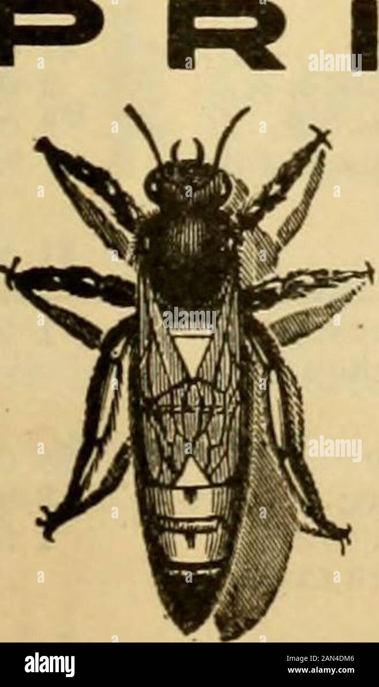 Gleanings in bee culture . 2-86 Murray St.NEW YORK. GLEANINGS IN BEE CULTURE 217 The Danzenbakep Twentieth Century Smoke- BEESWAX ADVANCED. From this date until further notice we will pay 30cents cash, 32 trade, for average wax delivered hereor at our branch offices. This is a higher price thanwe have ever paid before at this season of the year.If any of our readers have any wax to dispose of weshall be pleased to hear from them. Be sure to markyour shipment with your name so that it may beidentified on arrival, and mail us shipping receiptwith gross and net weight of shipment. The A. I. ROOT Stock Photo