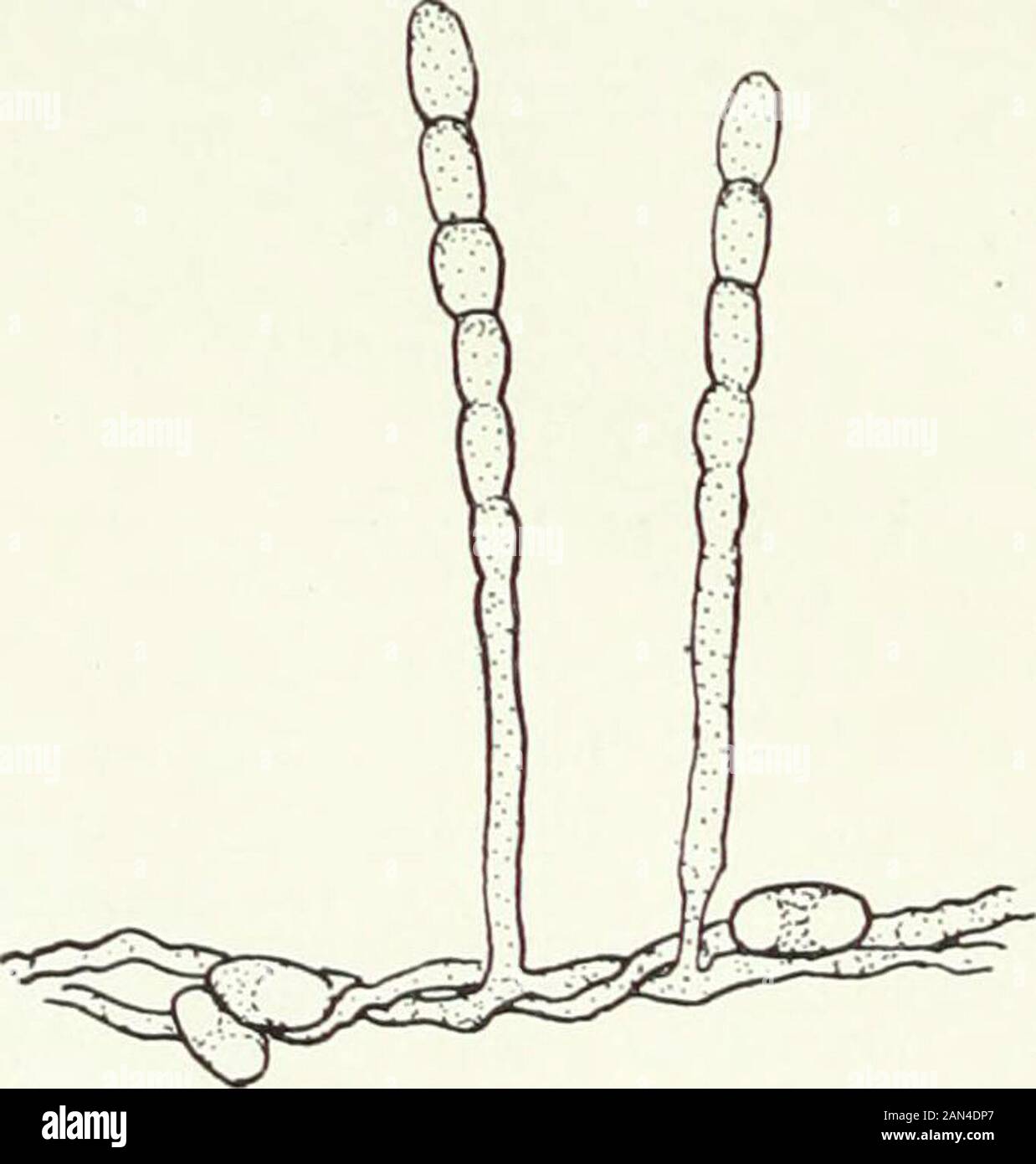 Fungi, Ascomycetes, Ustilaginales, Uredinales . ofconsiderable thickness. The Erysiphaceae are propagated during the summer by rather largeoval uninucleate conidia (fig. 38). These are ordinarily produced in rows on simple conidiophores with one ormore basal cells. In the endophyticE. taurica, however, the conidia areborne singly on branched conidio-phores which emerge through thestomata of the host. In the case ofPhyllactinia Cory-lea, which is met with on a largenumber of deciduous trees, variationsoccur in the shape of the conidiaborne on different hosts, and indicatethe existence of morpho Stock Photo