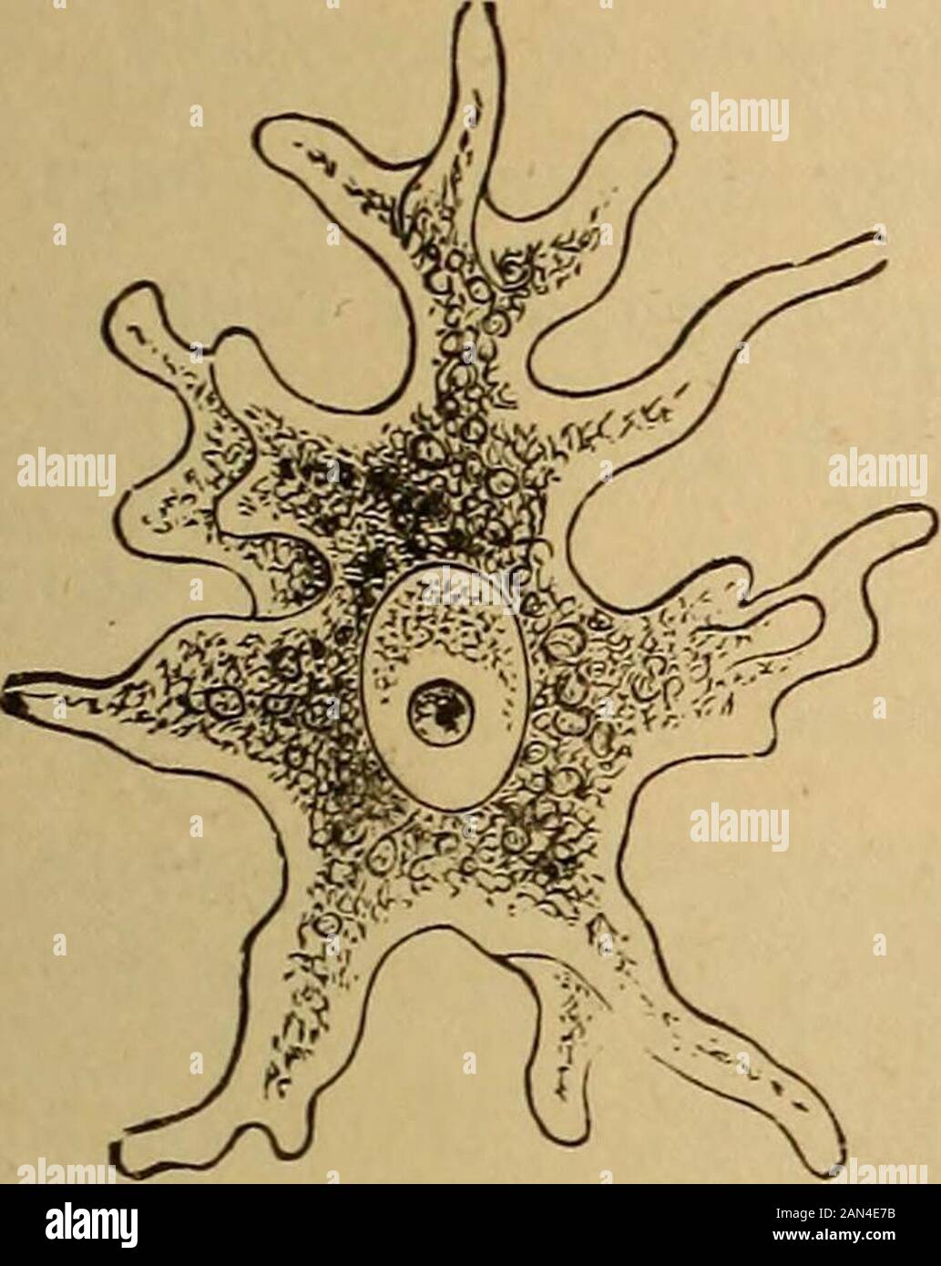 The evolution of man: a popular exposition of the principal points of human ontogeny and phylogene . spondence of the two cells, it was incidentally men-tioned that in the case of some Sponges the real eggs ofthese animals were formerly described as parasitic Amoebae.Large one-celled Amoeba-like organisms were seen creepingabout in the interior of the Sponge, and were mistaken forparasites. It was only afterwards that it was discoveredthat these parasitic Amoebae (Fig. 168) are really the eggsof the Sponge, from which the young Sponges develop.These egg-cells of the Sponge are, however, so lik Stock Photo