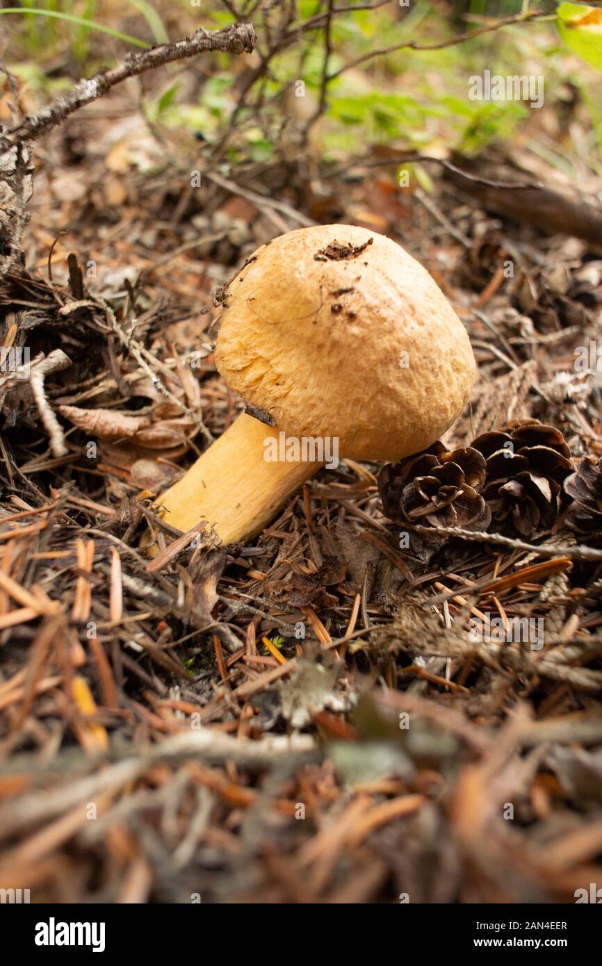 Woolly pine spike mushroom hires stock photography and images Alamy