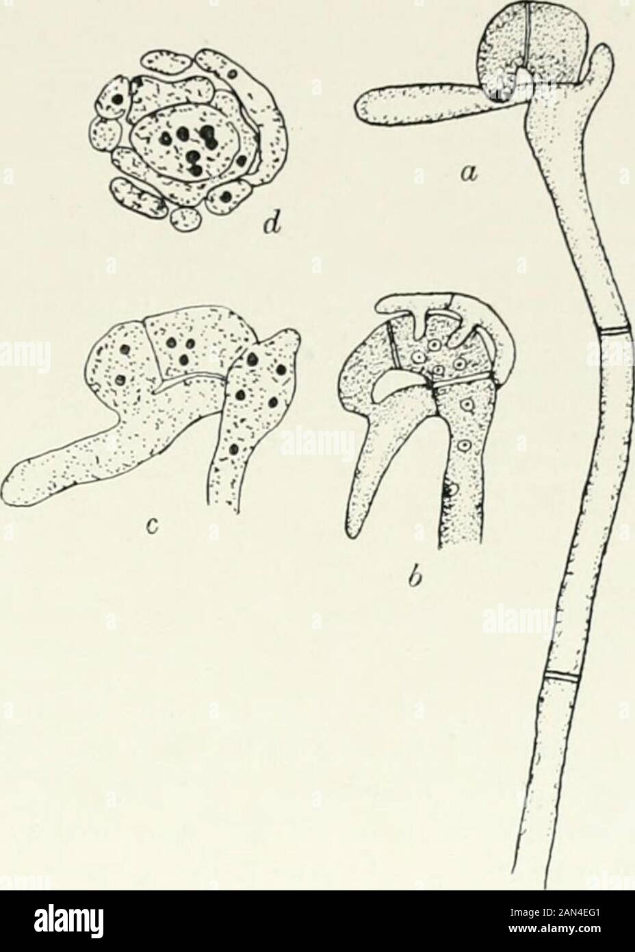 Fungi, Ascomycetes, Ustilaginales, Uredinales . s hyphaeramify. Erom the penultimatecells of the latter binucleateasci aredeveloped,and afterthenuclei have fused eight sporesare formed. The ascus wallbreaks down and the spores arefinally set free after the decayof the outer layer of the sheath. This sheath, with the en-closed mass of free ascospores,was long regarded as a singleorgan containing an indefinitenumber of spores; for thisreason the fungus was placedin the Hemiasci and given the Fi&lt;generic name of Monascus.The later stages of develop-ment are in fact difficult tofollow and have b Stock Photo