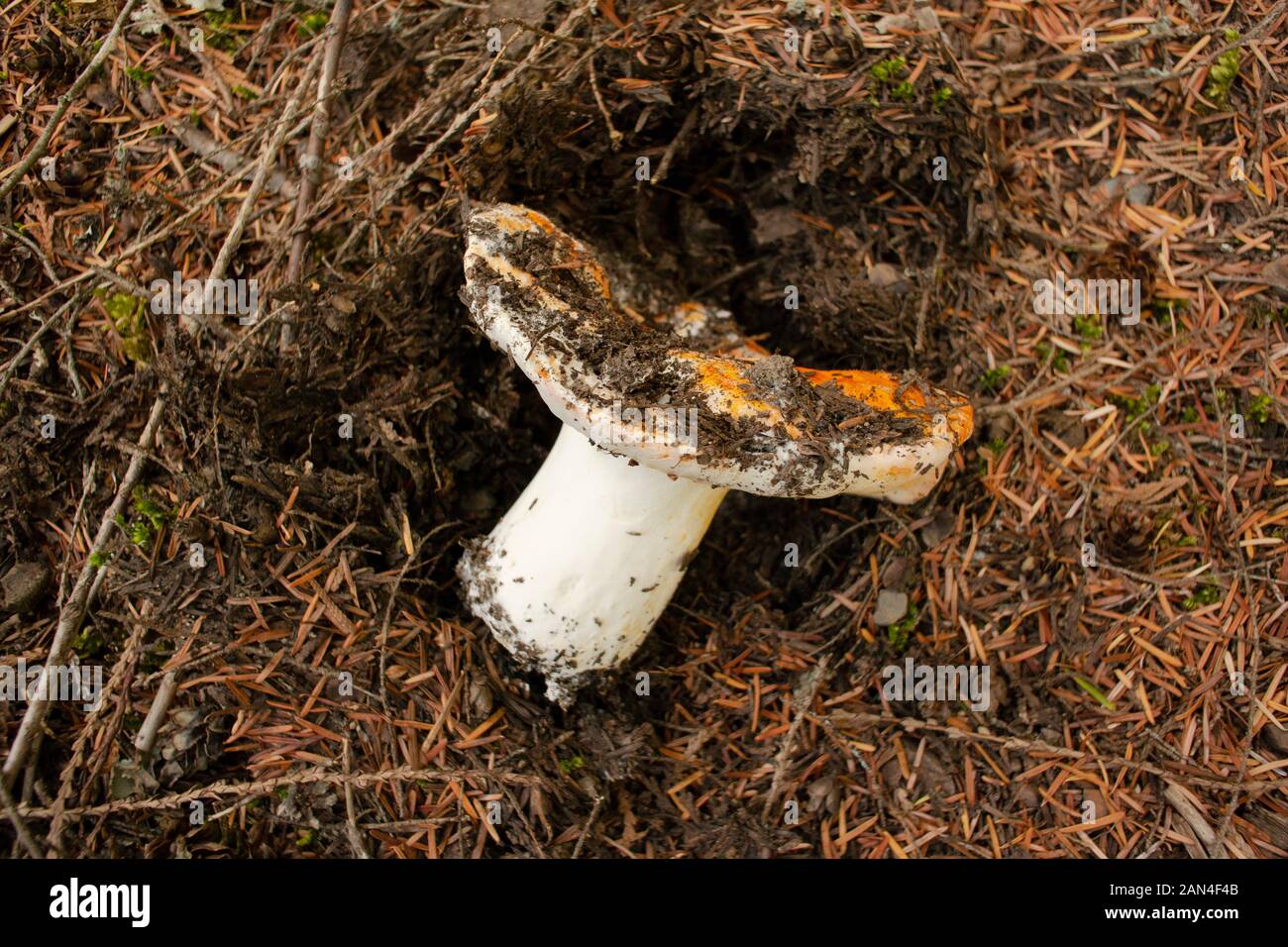 Hypomyces lactifluorum, white Lobster Mushroom, growing in a coniferous forest, up on Eagle View, in northwestern Sanders County, Montana.  Hypomyces Stock Photo