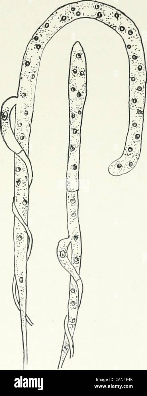 Fungi, Ascomycetes, Ustilaginales, Uredinales . conidia. Perithecia are abundant; in their initiation two branches take part.The oogonium is at first uninucleate butas it elongates the nucleus undergoesseveral divisions. In the meantime asecond branch appears, usually borne ona narrower filament; it cuts off a uninu-cleate or occasionally binucleate terminalcell which applies itself to the middle ofthe oogonium, and the intervening wallsdisappear (fig. y3). Apparently, however,fertilization does not take place; the nu-cleus of the terminal cell is described as?I generating in situ while the oo Stock Photo
