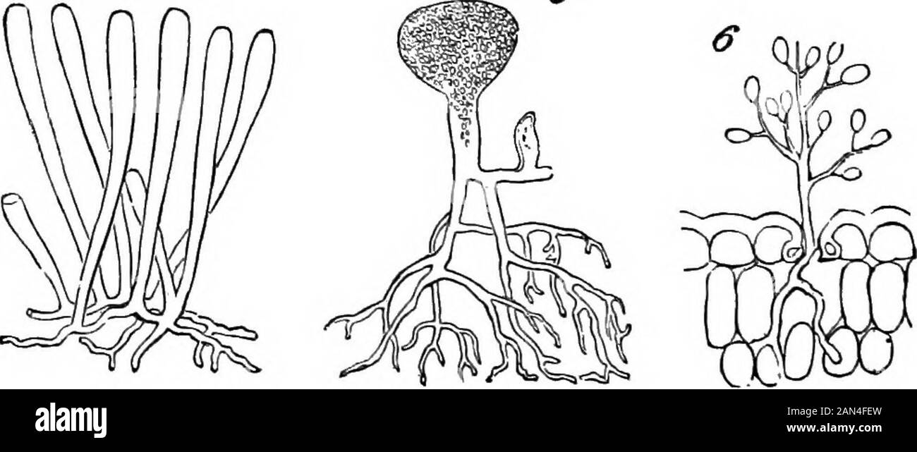 The principles of biology . Mostly, simple plants are too small to be individuallyvisible without the microscope. But, in some cases, thesevegetal aggregates of the first order, grow to appreciablesizes. In the mycelium of some fungi, we have single cellsdeveloped into long branched filaments, or ramified tubules,that are of considerable lengths. An analogous structurecharacterizes certain tribes oiAlgm, of which Codium adhcerens,Fig. 4, may serve as an example. In Hydrogastrum, an-other alga, Fig. 5, we have a structure which is described as. THE MORPHOLOGICAL COMPOSITION OF PLANTS. 15 simula Stock Photo
