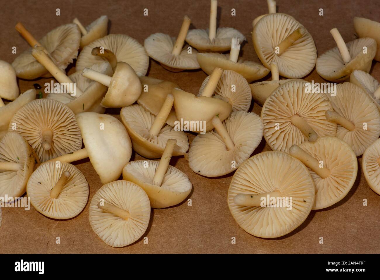 Marasmius oreades, Fairy Ring Mushrooms growing on a lawn at Rock Creek, in Missoula County, Montana  Marasmius oreades  Kingdom: Fungi Phylum: Basidi Stock Photo
