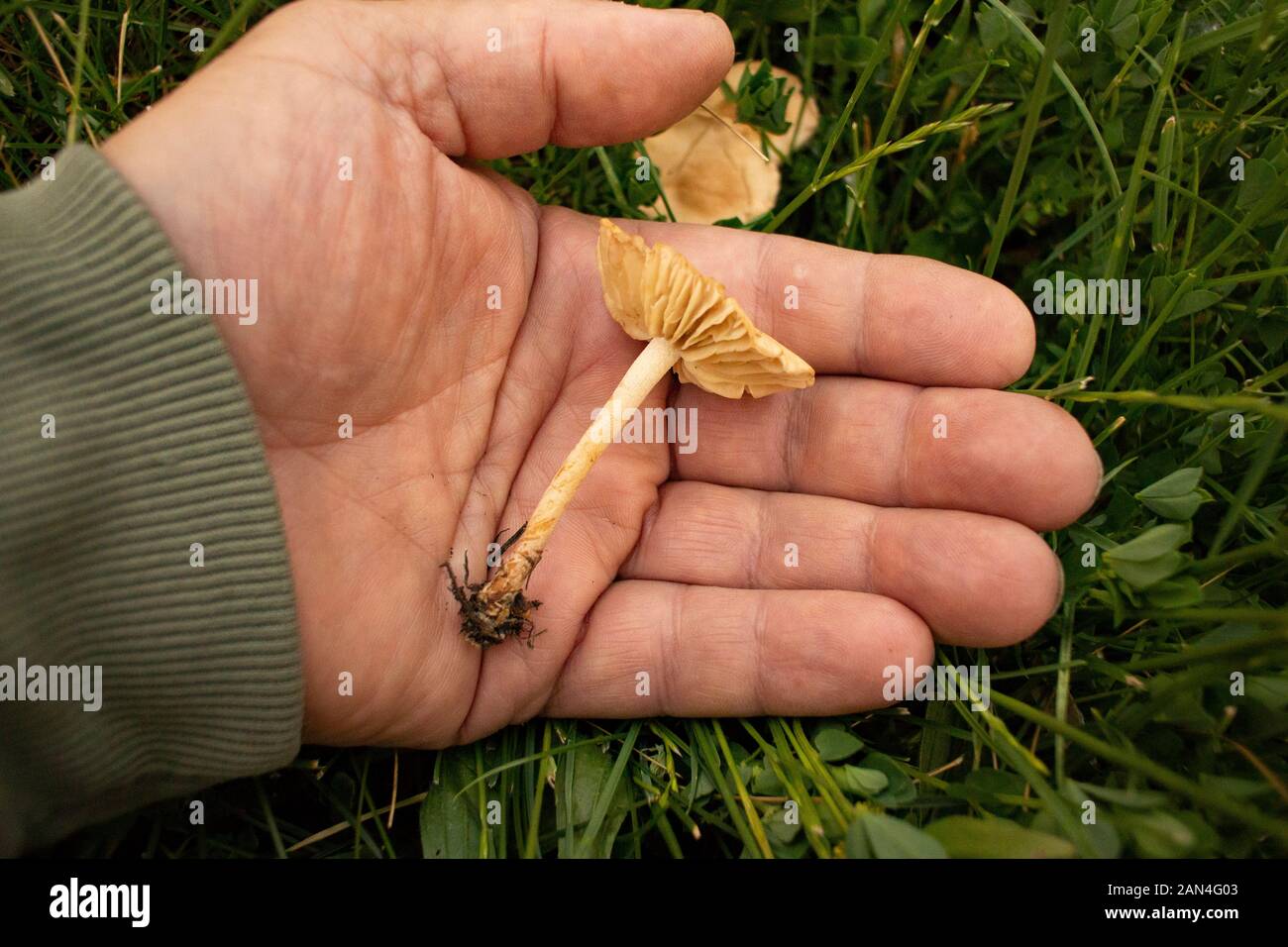 Marasmius oreades, Fairy Ring Mushrooms growing on a lawn at Troy, Montana  Marasmius oreades  Kingdom: Fungi Phylum: Basidiomycota Class: Agaricomyce Stock Photo