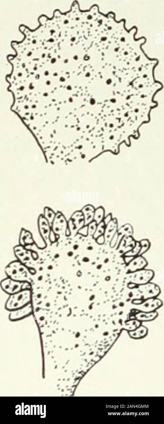 Fungi, Ascomycetes, Ustilaginales, Uredinales . Stock Photo