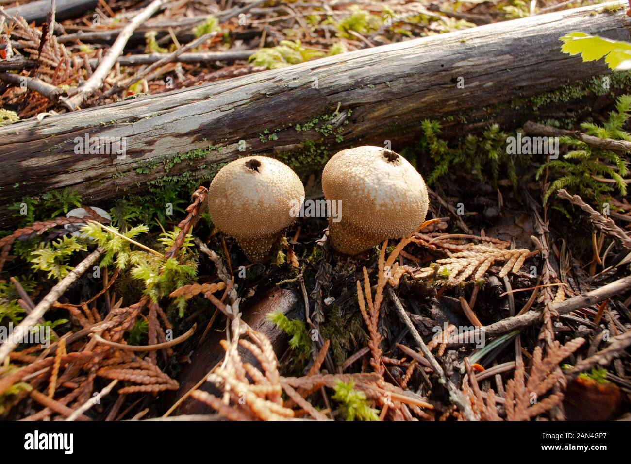 Lycoperdon perlatum. Gem-Studded Puffball. Small, pear-shaped puffballs growing amongst the moss, in a wooded area near Bull lake, South of Troy, Mont Stock Photo