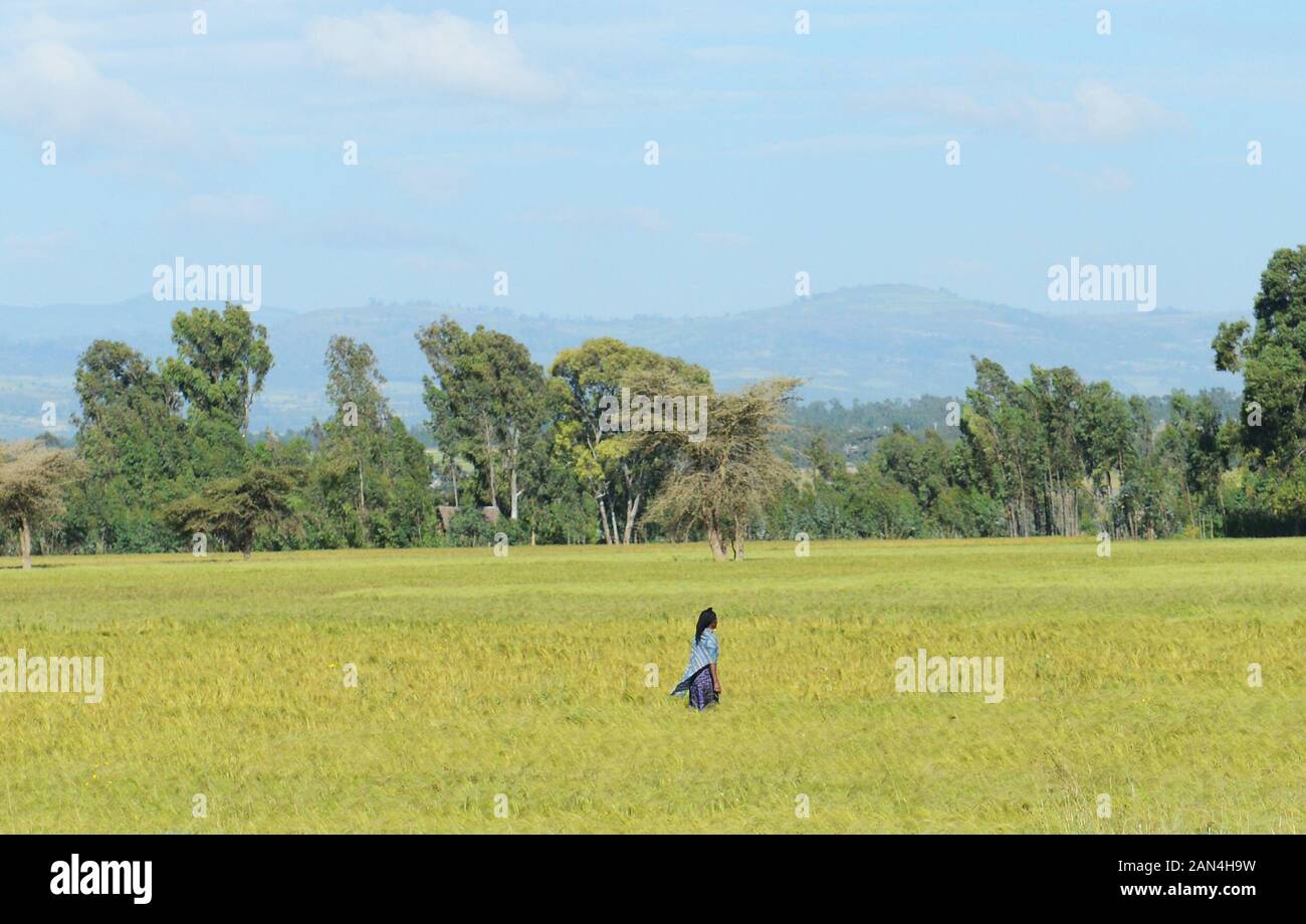 An Ethiopian woman walking through the Teff fields. Stock Photo