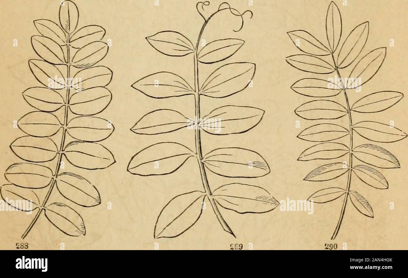 Introduction to structural and systematic botany, and vegetable ...