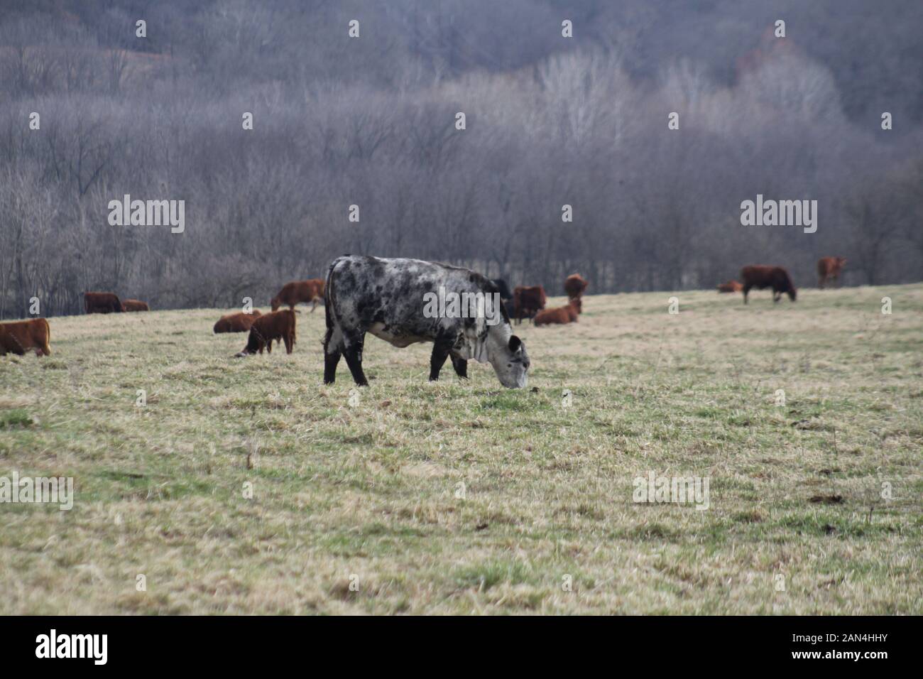 Open range ranching hi-res stock photography and images - Alamy