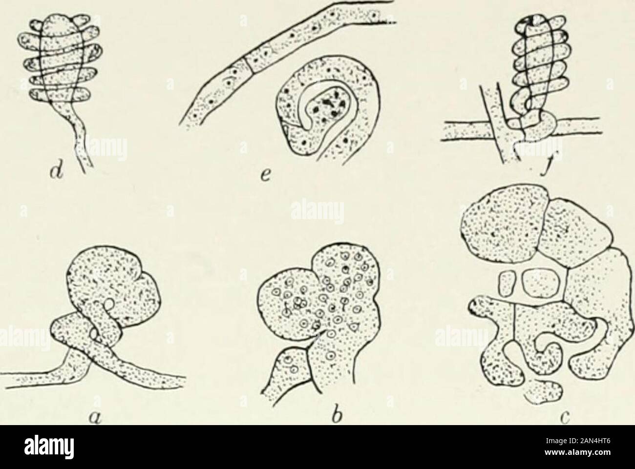 Fungi, Ascomycetes, Ustilaginales, Uredinales . Fi 26. Gymnoascus sp.; a. ascocarp, x 26;b. ascus and free ascospores, x 1040. tn] PLECTASCALES 67 In G. candidus (fig.27 d) the antheridium and oogonium already differin form at the time of their union, and, in the majority of cases, appear to. Fig. 2j. Gymnoascus Reesii Baran.; a. surface view of conjugating cells;b. the same in longitudinal section; c. a later stage, septate oogoniumgiving rise t hyphae; Gymnoascus candidus Eidam; (/. surface view of conjugating cells; e. same in longitudinal section;all after Dale. Ctenomyces serratus Eidam; Stock Photo