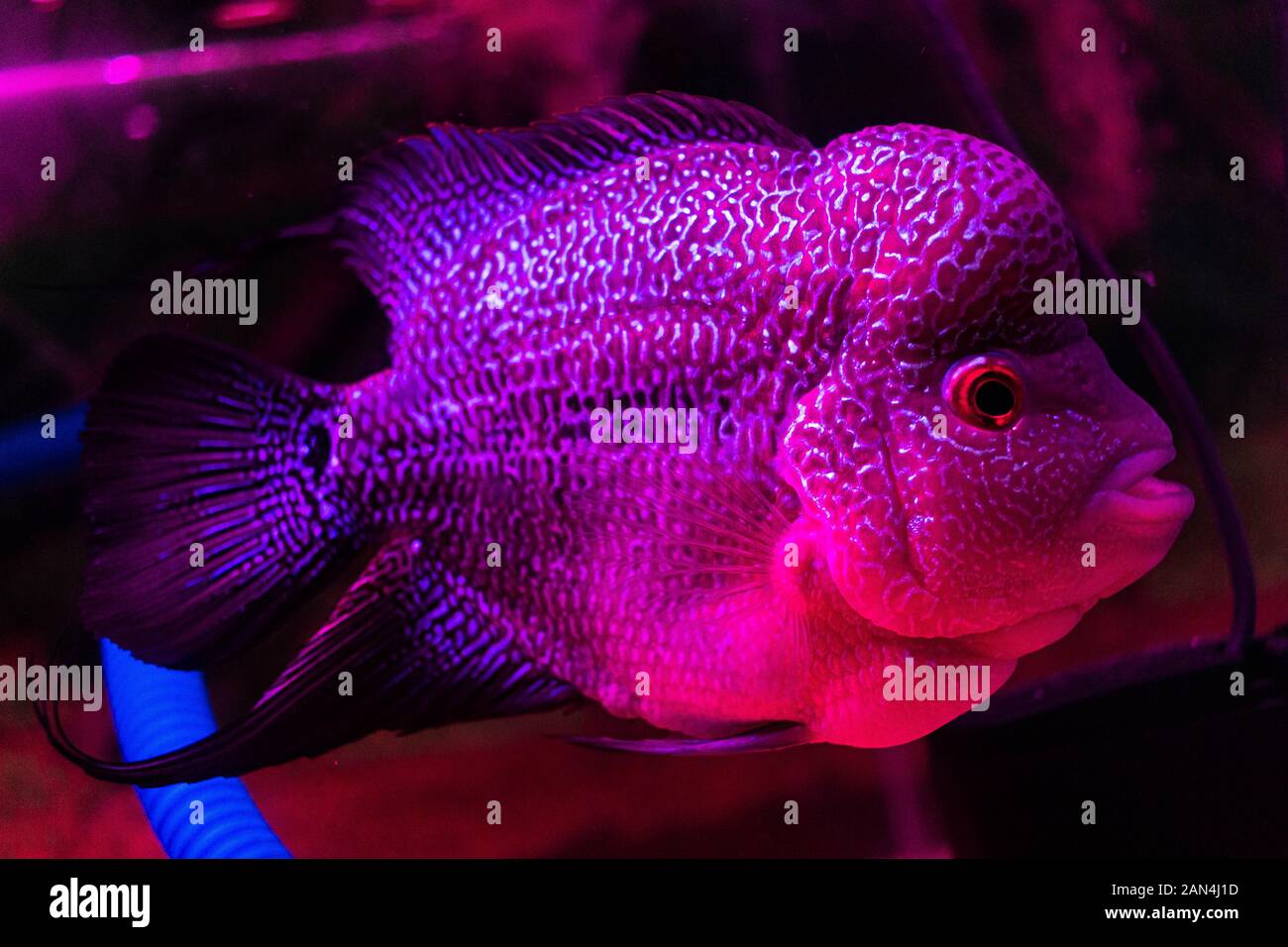 Picture of Flowerhorn Fish (Flowerhorn cichlid) Stock Photo