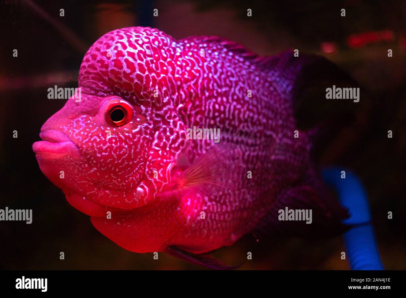 Picture of Flowerhorn Fish (Flowerhorn cichlid) Stock Photo
