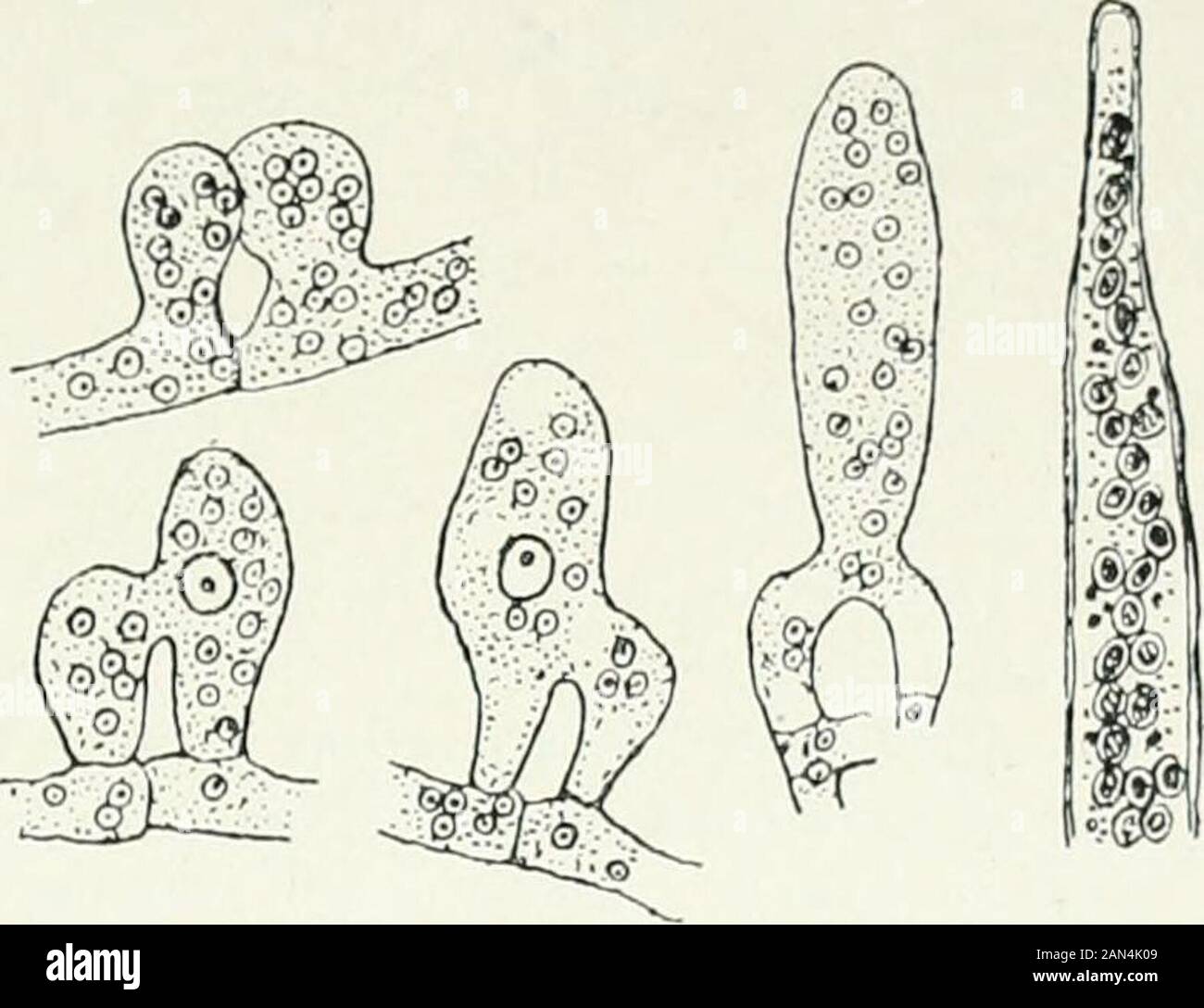 Fungi, Ascomycetes, Ustilaginales, Uredinales . the spores (fig. 23). Dipodascus differs from Eremascus and the other Endomycetaceae in thepresence of accessory nuclei in its gametangia, and from all except Wclkia,in the formation of numerous spores in its ascus. In spite of these differencesthe resemblance seems sufficiently close to permit its inclusion in the samegroup. ENDOMYCETACEAE: BIBLIOGRAPHY 1883 ElDAM, E. Zur Kenntniss der Entwk kelung bui clen Ascomyceten. Cohns Beitrage zur Biol, der Pflanzen, iii, p. 385.1S92 dk LAGERHEIM, G. Dipodascus albidus eine neue geschlechtliche Hemiascee Stock Photo