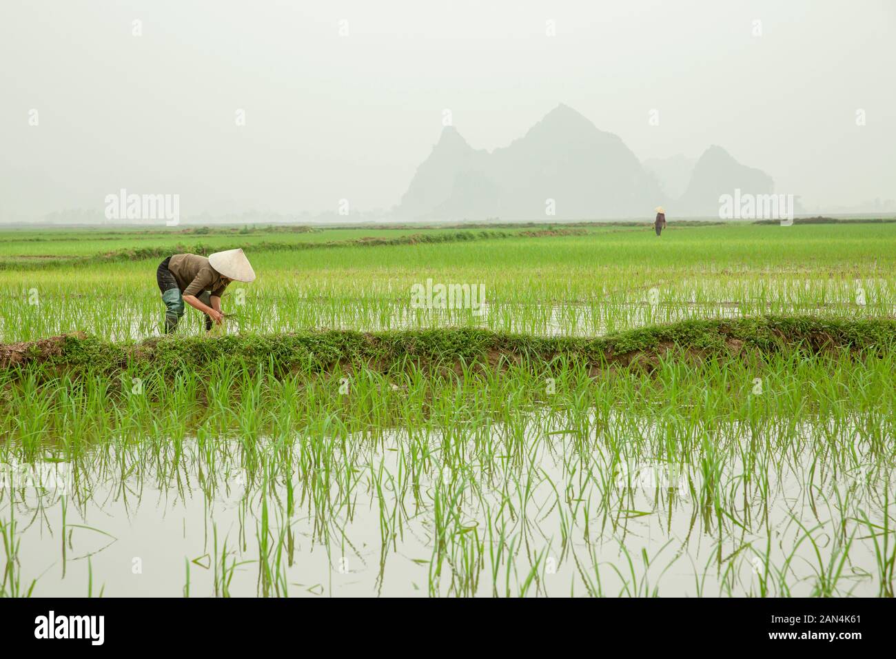 Farmer planting rice with vast Paddy fields view, Vietnamese worker wearing Asian conical hat in rural landscape during a foggy day Ninh Binh, Vietnam Stock Photo